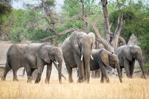 Chobe Game Lodge gamedrive 002